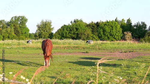 A chestnut horse grazes in a green pasture with cows and dense trees visible in the background on a sunny day.
