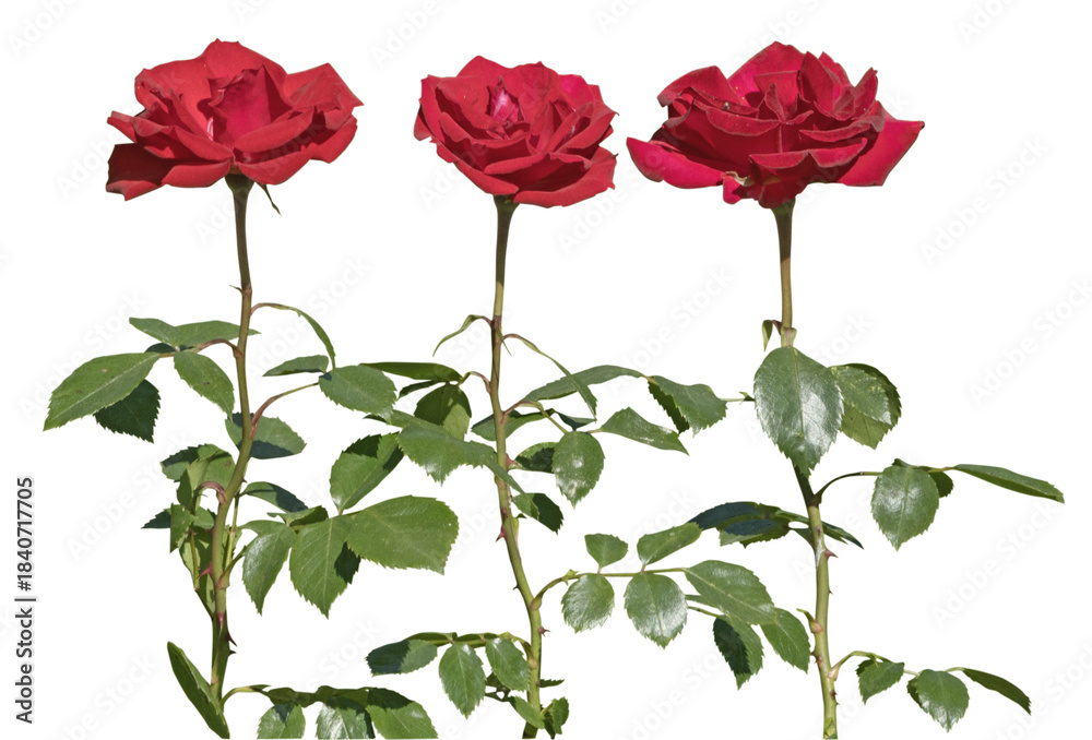 Obraz premium Alignement de roses rouges 