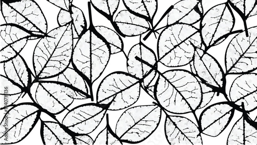 Black and white leaf pattern illustration with detailed veins on white background, botanical design element for decoration and texture
