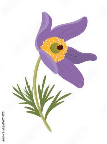 Pasque flower. Flat vector clipart illustration with isolated background.