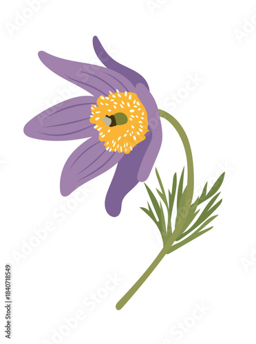 Pasque flower. Flat vector clipart illustration with isolated background.