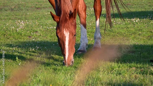 Close-up chestnut horse feeding on green grass in a countryside meadow
