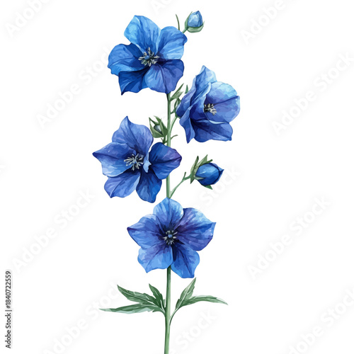 Larkspur Flower, elegant watercolor vector painting with refined details, isolated on a white background.