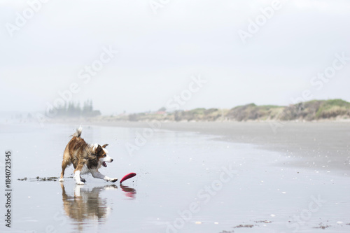 Dog on the beach with frisbee