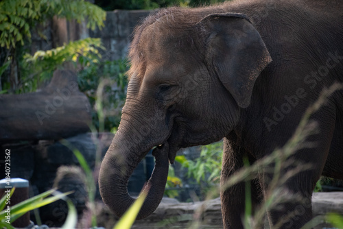 elephant in the zoo