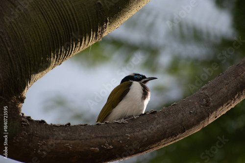 Bird in palm tree