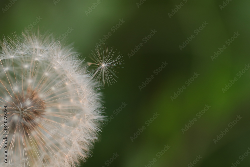 Obraz premium fiore di dente di leone al tramonto