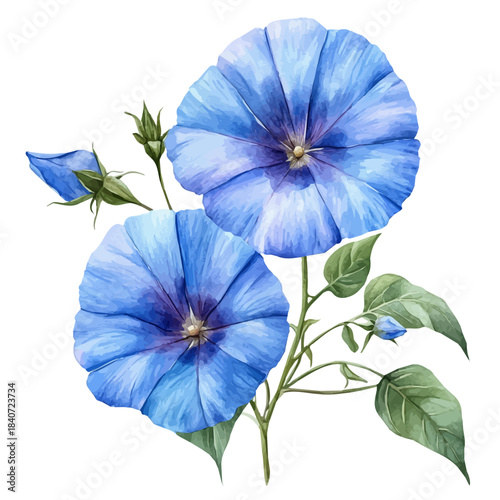Ipomoea Flower, elegant watercolor vector painting with refined details, isolated on a white background.
