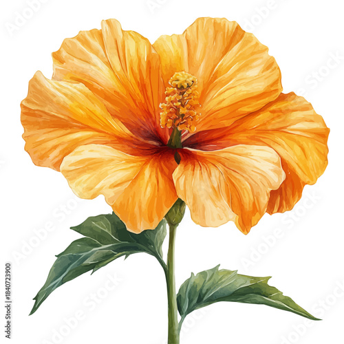 Indian Shot Flower, elegant watercolor vector painting with refined details, isolated on a white background.