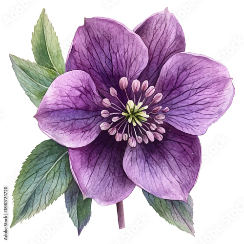 Hellebore Flower, delicate painting watercolor vector with vivid brush accents, isolated on a white background.