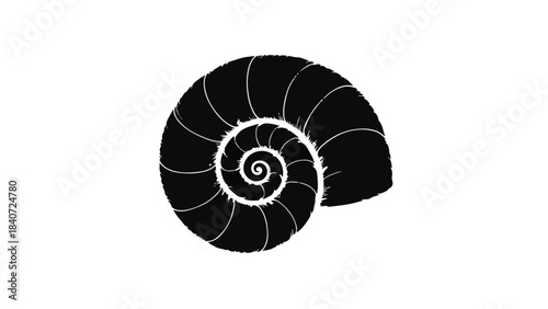 Black nautilus shell spiral illustration on white background, simple modern design element for decoration or education