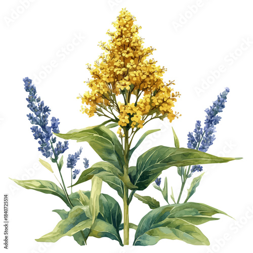 Goldenrod Flower, graceful vector watercolor painting with soft flowing strokes and subtle highlights, isolated on a white background.