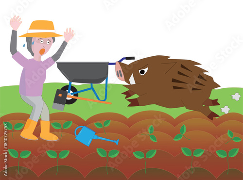 猪と出会って驚く女性