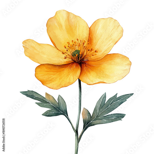 Geum Flower, delicate painting watercolor vector with vivid brush accents, isolated on a white background.
