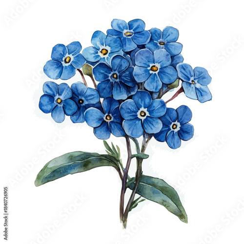 watercolor of Forget-Me-Not Flower, hand-drawn, isolated on a white background.