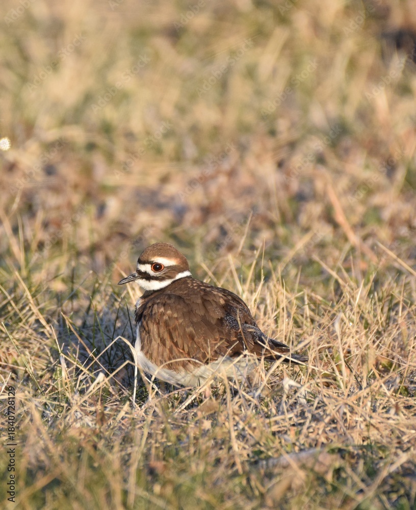 Obraz premium Killdeer