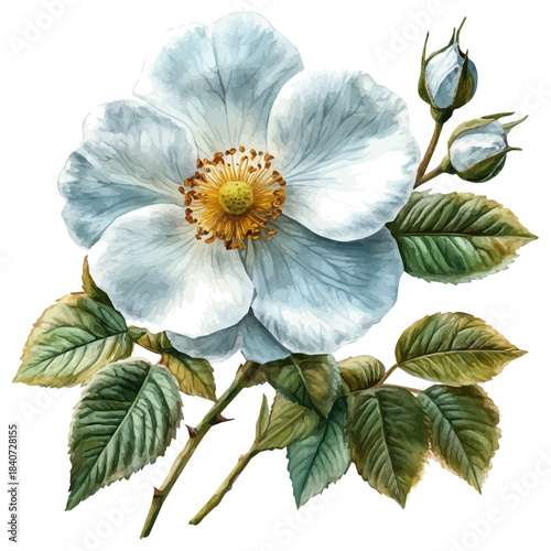 Foto watercolor of Eglantine Flower, hand-drawn, isolated on a white background