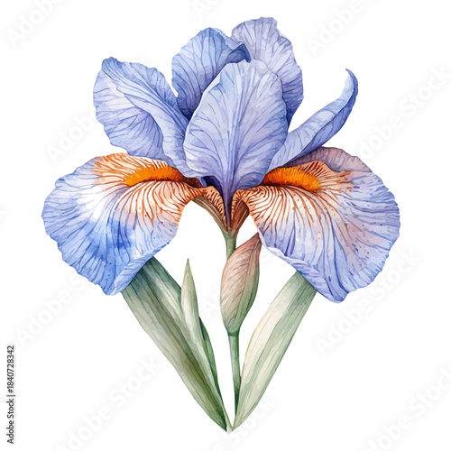 Dutch Iris Flower, delicate painting watercolor vector with vivid brush accents, isolated on a white background.
