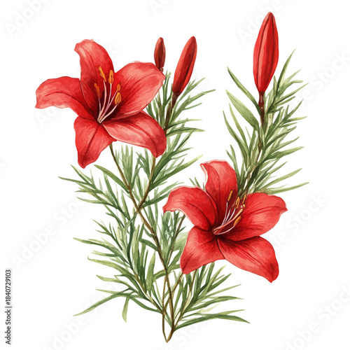 Cypress Vine Flower, elegant watercolor vector painting with refined details, isolated on a white background.