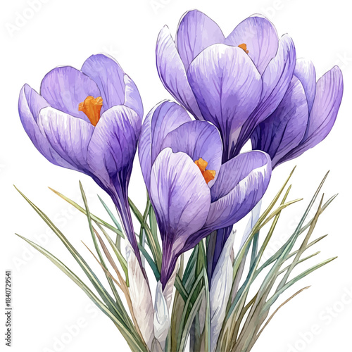 Crocus Flower, elegant watercolor vector painting with refined details, isolated on a white background.