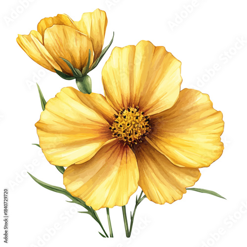 Coreopsis Flower, graceful vector watercolor painting with soft flowing strokes and subtle highlights, isolated on a white background.