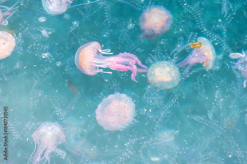 Beautiful jellyfish on the Spanish Costa Brava beach, in the Mediterranean Sea.