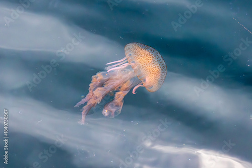 Beautiful jellyfish on the Spanish Costa Brava beach, in the Mediterranean Sea.