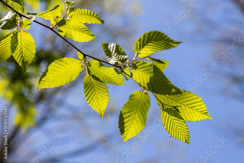 Beautiful, harmonious forest detail, with hornbeam leaves