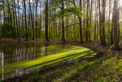 Green oak forest in spring time with a small lake