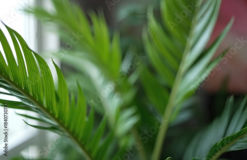 Lush green palm leaves with soft focus background. Tropical foliage indoors near window. Natural plant indoors with copy space. Bright green plants inside.