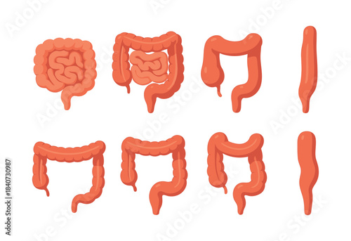 Digestive system vector illustration, stomach and intestines, flat vector style