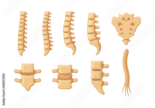 Human spine anatomy, vertebrae and sacrum, flat vector illustration