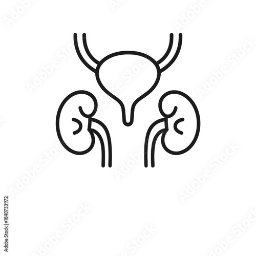 Minimal black line illustration showing human kidneys, ureters, and bladder, symbolizing the urinary system. This icon represents the medical fields of urology and nephrology  .  