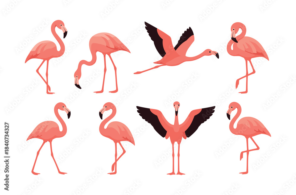 Fototapeta premium Flamingo poses collection, graceful birds, flat vector illustration in pink
