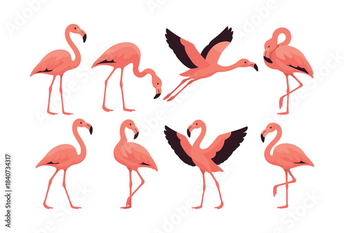 Flamingo group vector illustration, pink birds in flat vector style, wildlife