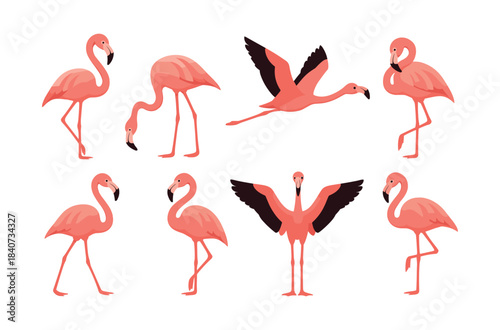 Flamingo poses collection, graceful birds, flat vector illustration in pink