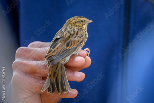 Savannah Sparrow held in hand by scientist