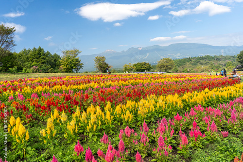 那須フラワーワールドのカラフルなケイトウ畑