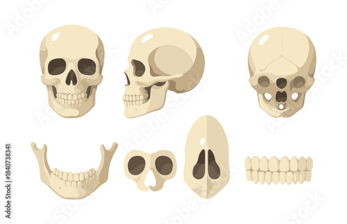 Human skull anatomy set, flat vector illustration, bones, cranium, medical diagram