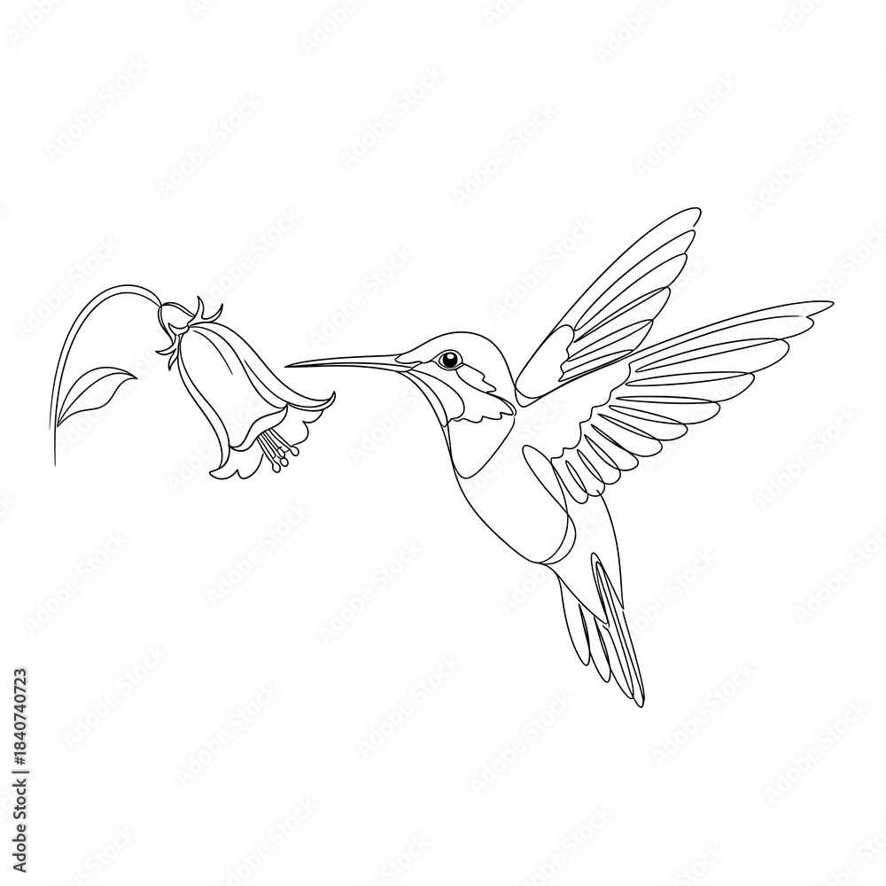 Naklejka premium A delightful line art illustration of a hummingbird approaching a bell-shaped flower