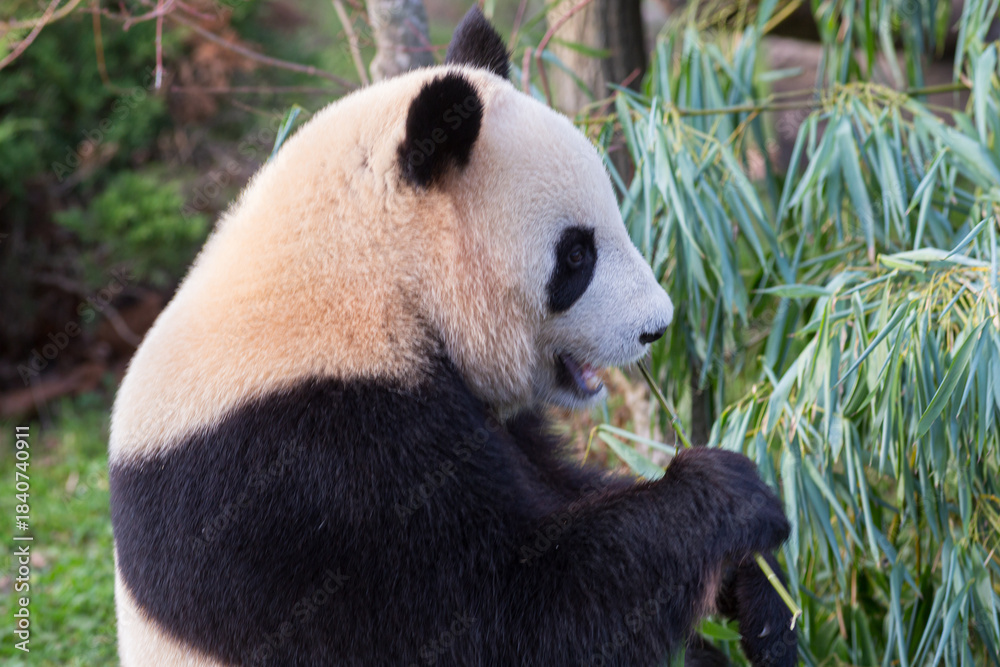 Fototapeta premium Adorable giant panda sitting and eating bamboo