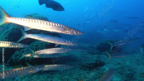 Wallpaper Mural Scuba diving in Majorca with a big school of barracuda fish Torontodigital.ca