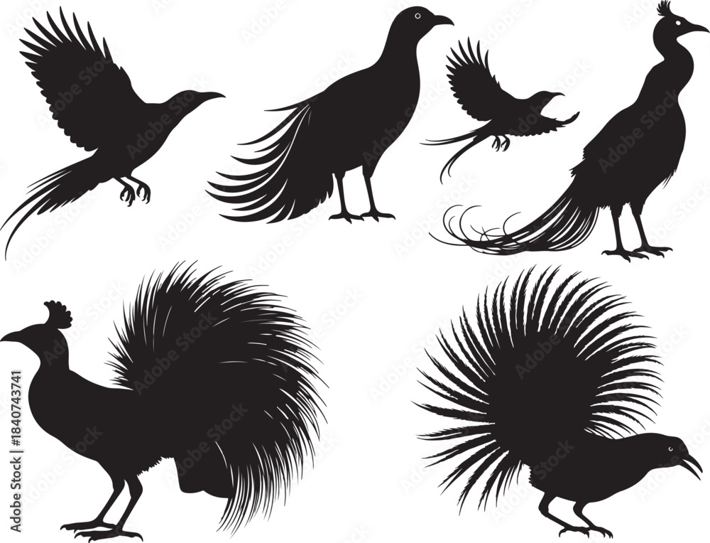 Naklejka premium Paradise Bird Silhouettes