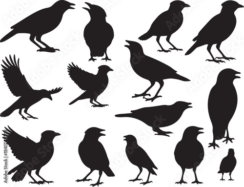 Myna Bird Silhouette