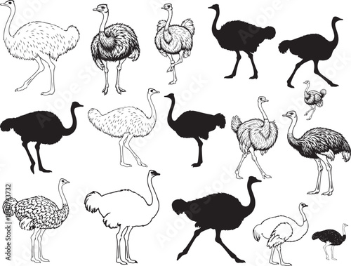 Ostrich Bird Silhouette