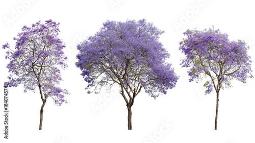purple blooming jacaranda trees collection set
