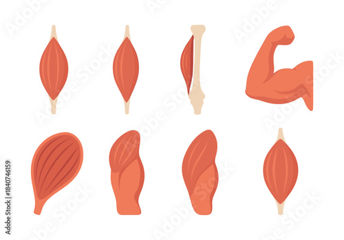 Human muscle anatomy, flat vector illustration, muscles, bones, arm structure