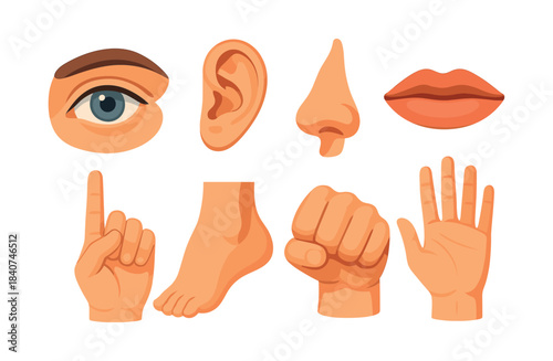 Human body parts, eye, ear, nose and mouth, flat vector illustration