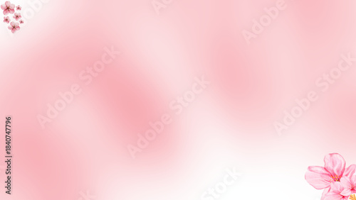 pink cherry blossoms with pink and white gradation as background and wallpaper