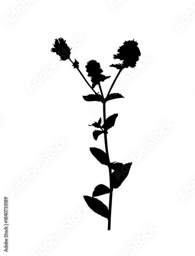 mint (Mentha) plant silhouette isolated on white background
